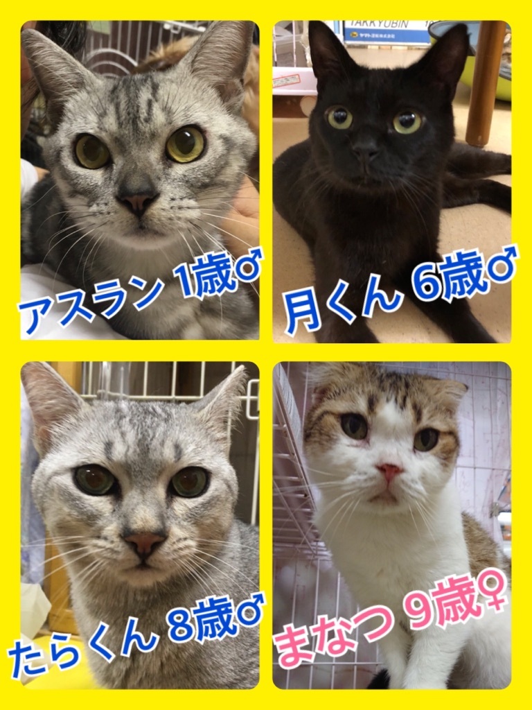 🐾今日の里親様募集中ニャンコ🐱メンバーです🐾2018,8,17